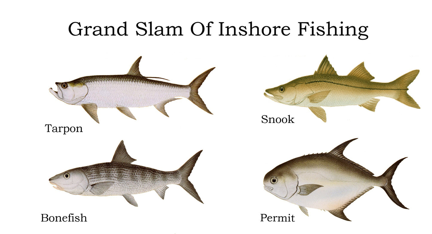 Grand Slam | Fish Note Card Set