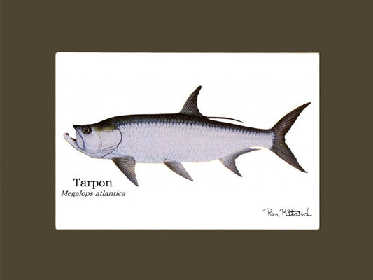 Tarpon Gamefish Print