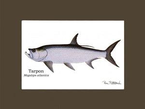 Tarpon Gamefish Print