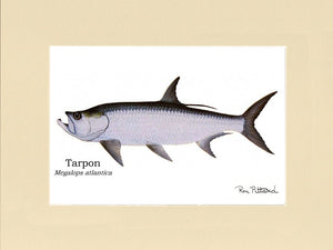 Tarpon Gamefish Print