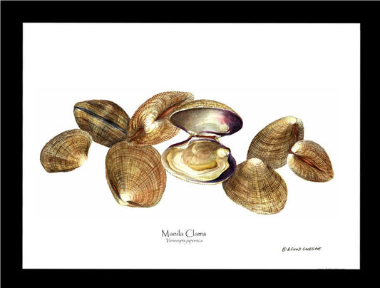 Clams, Manila | Wall Art Shellfish Print