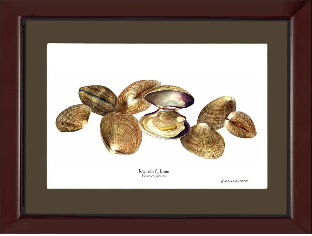 Clams, Manila | Wall Art Shellfish Print