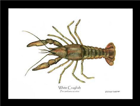 Crayfish, White | Wall Art Shellfish Print