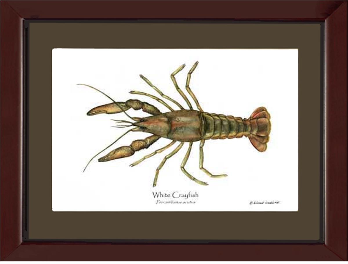 Crayfish, White | Wall Art Shellfish Print