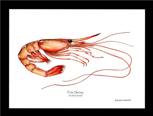 Shellfish Print: Shrimp, Pink | Wall Art Shellfish Print