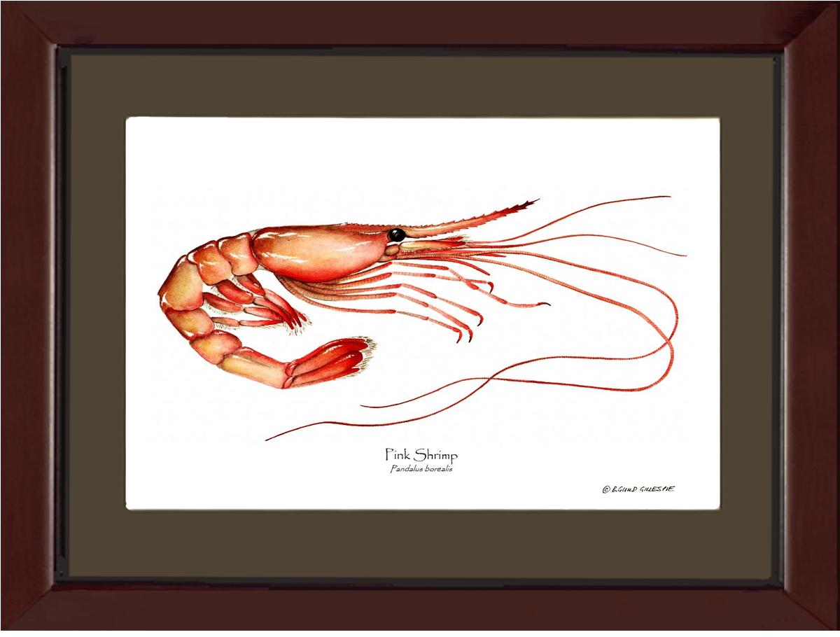 Shrimp, Pink | Wall Art Shellfish Print