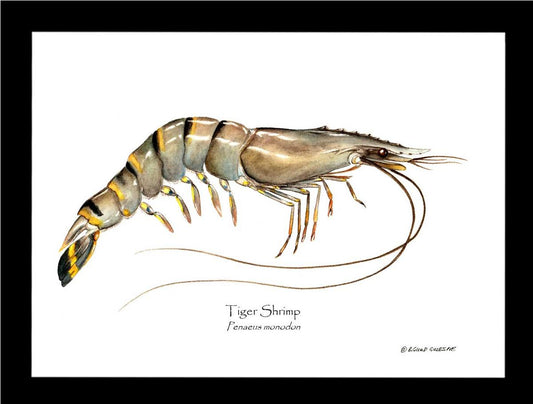 Shrimp, Tiger | Wall Art Shellfish Print