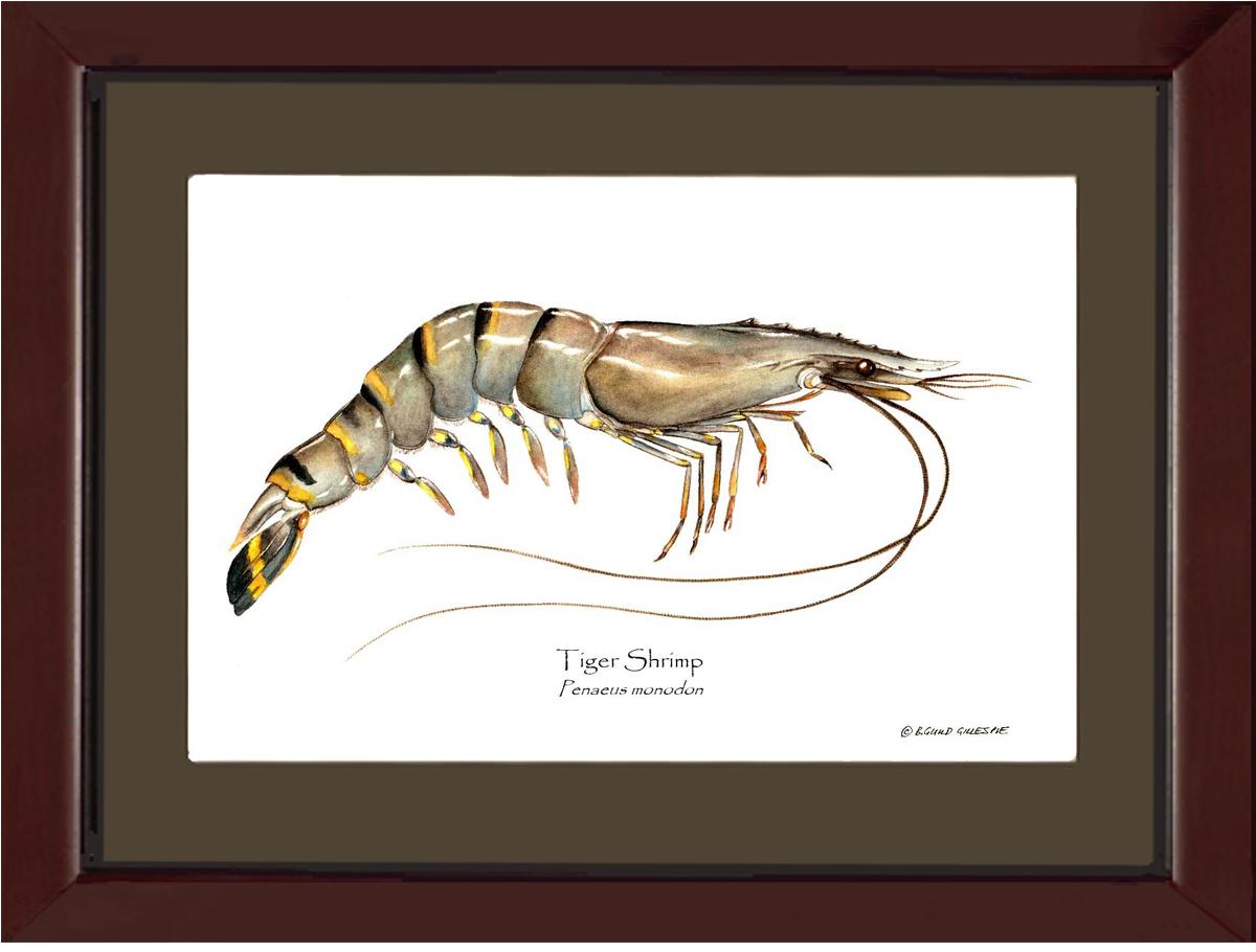 Shellfish Print: Shrimp, Tiger | Wall Art Shellfish Print