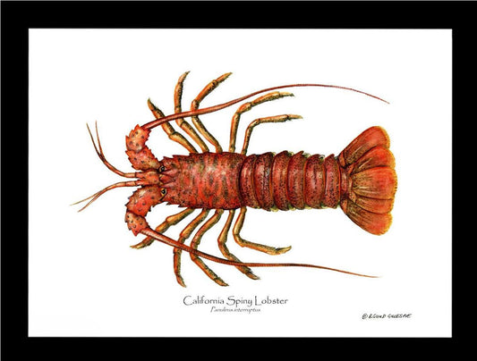 Lobster, California Spiny | Wall Art Shellfish Print