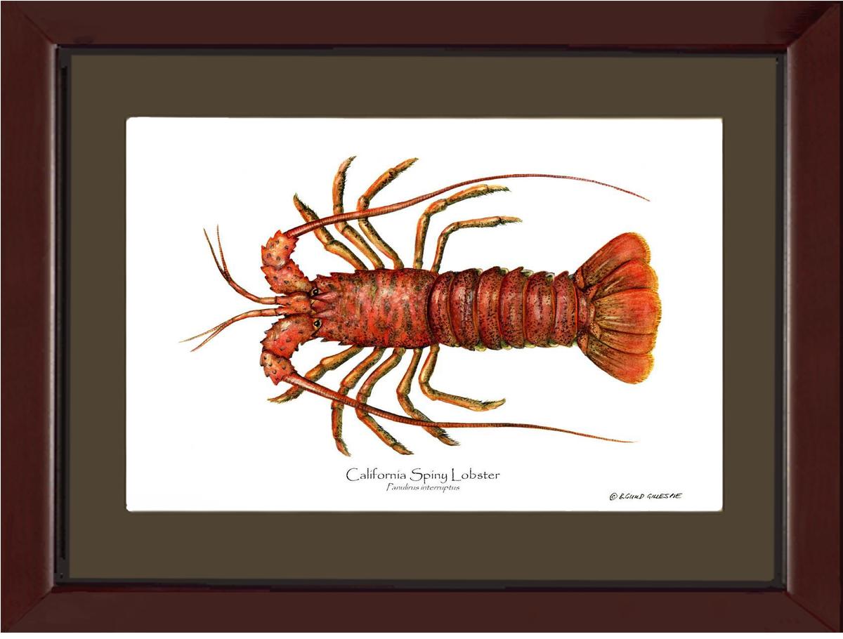 Lobster, California Spiny | Wall Art Shellfish Print