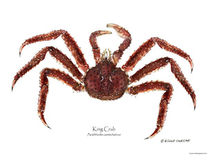 Shellfish Print: Crab, King