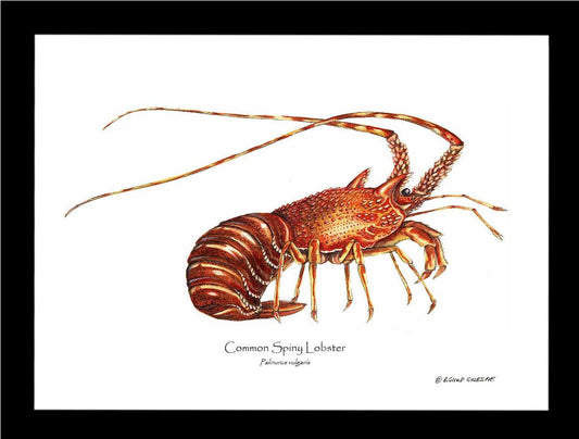 Lobster, European Spiny | Wall Art Shellfish Print