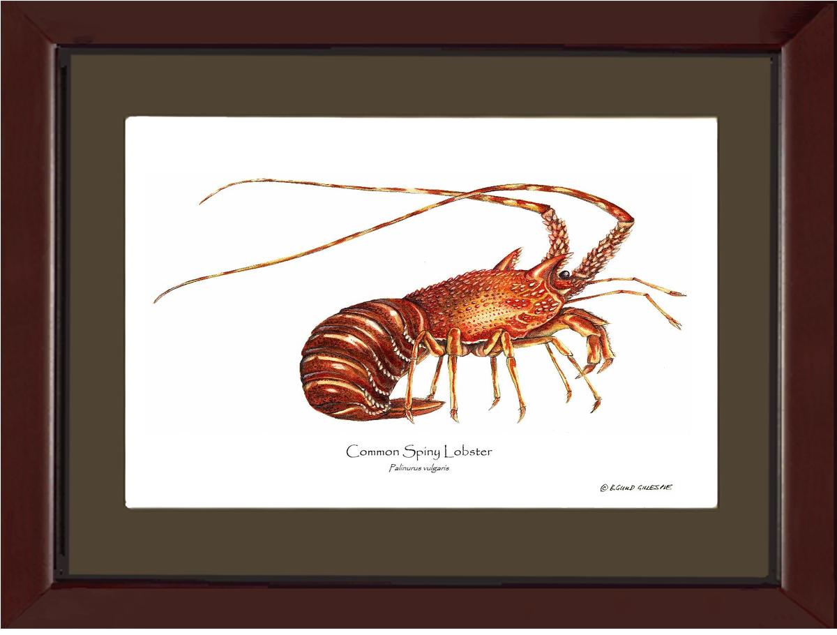Lobster, European Spiny | Wall Art Shellfish Print