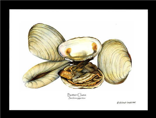Clams, Butter | Wall Art Shellfish Print