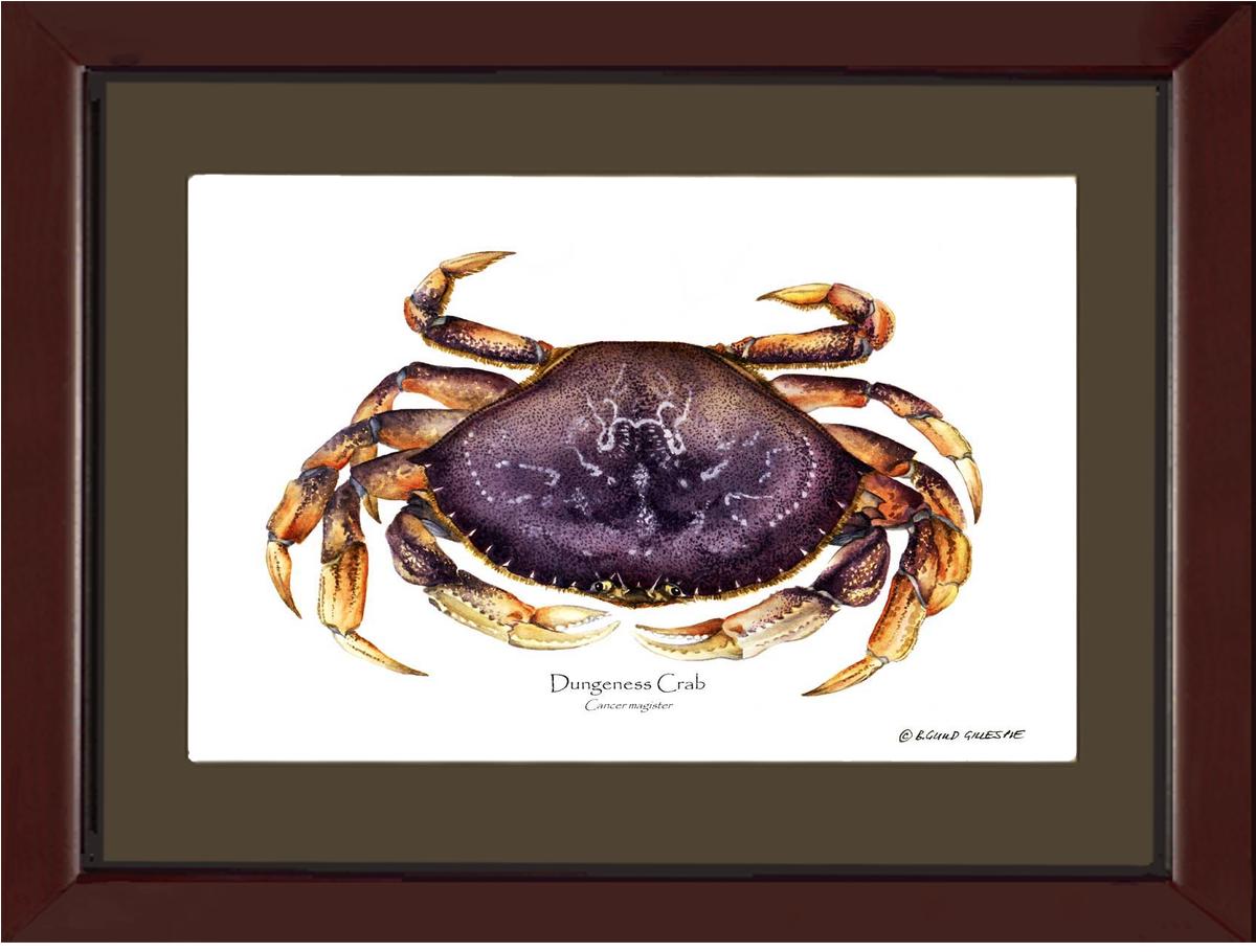 Dungeness Crab | Wall Art Shellfish Print