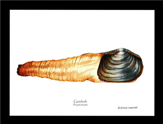 Geoduck | Wall Art Shellfish Print