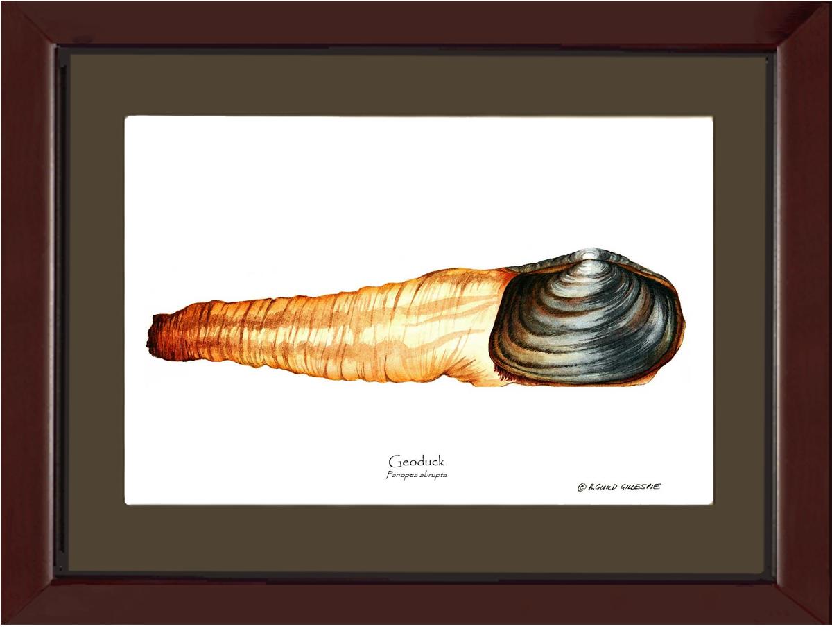 Geoduck | Wall Art Shellfish Print