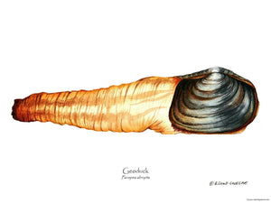Shellfish Print: Geoduck