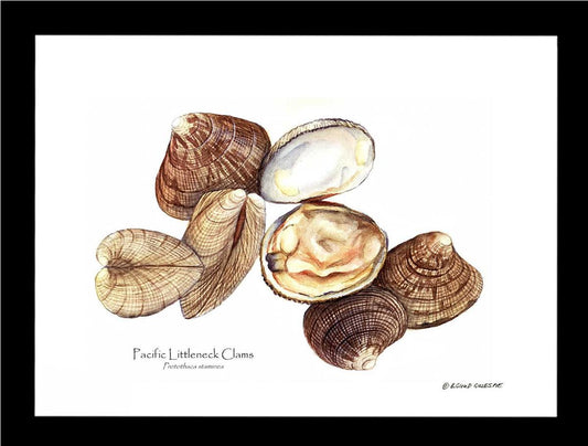 Clams, Pacific Littleneck | Wall Art Shellfish Print