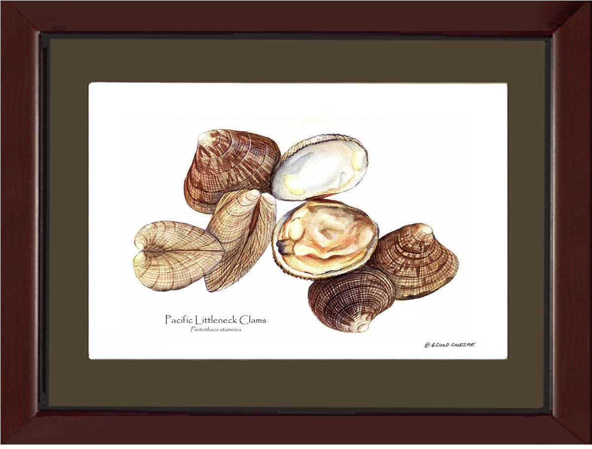 Clams, Pacific Littleneck | Wall Art Shellfish Print