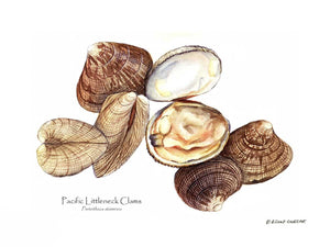 Shellfish Print: Clams, Pacific Littleneck
