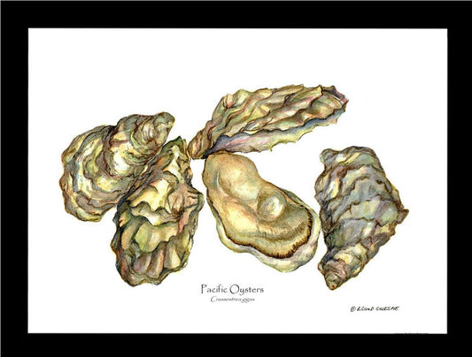 Shellfish Print: Oysters, Pacific | Wall Art Shellfish Print