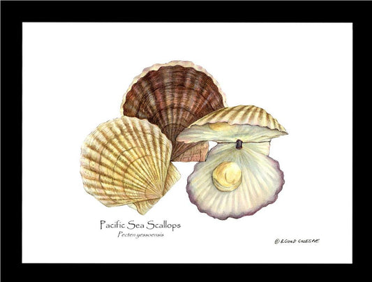 Shellfish Print: Scallops, Pacific Sea | Wall Art Shellfish Print