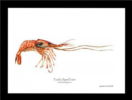 Shellfish Print: Prawn, Pacific Spot | Wall Art Shellfish Print