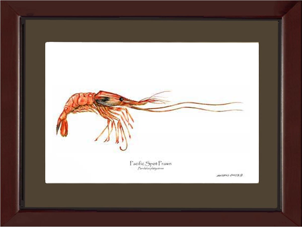 Shellfish Print: Prawn, Pacific Spot | Wall Art Shellfish Print