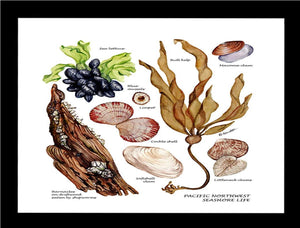 Pacfiic Intertidal Life #1
