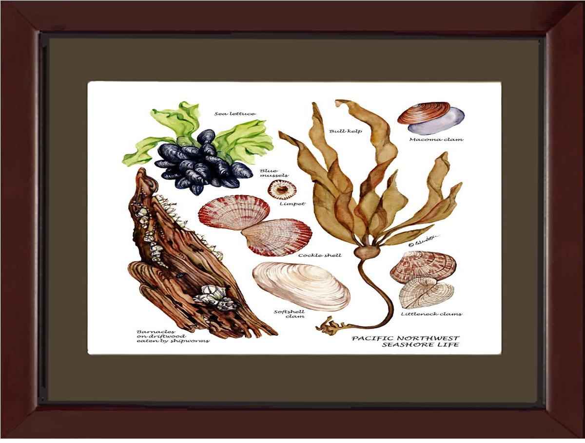 Pacfiic Intertidal Life #1 | Wall Art Shellfish Print