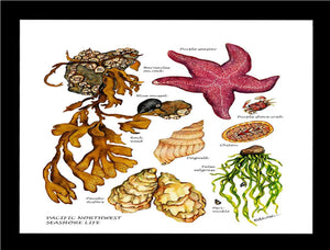 Pacfiic Intertidal Life #2