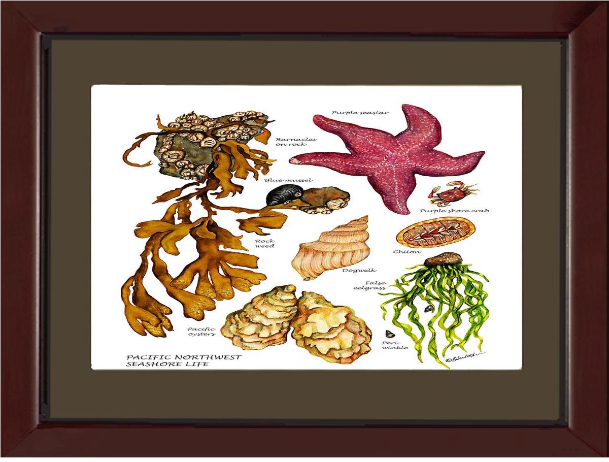Pacfiic Intertidal Life #2 | Wall Art Shellfish Print