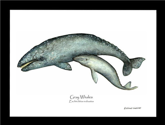 Shellfish Print: Whale, Gray - Eschrichtius robustus | Wall Art Shellfish Print