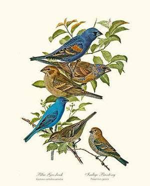 Bird Print: Grosbeaks Buntings