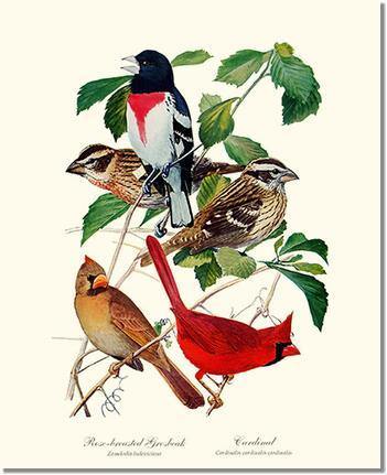 Grosbeaks Cardinals Vintage Audubon Bird Wall Art Print – Charting