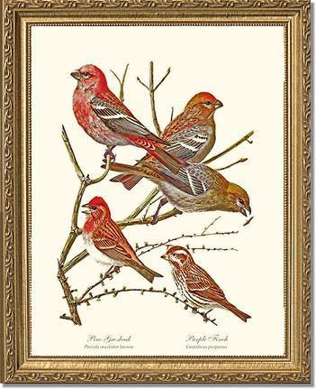 Grosbeaks Finches - Charting Nature