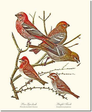 Bird Print: Grosbeaks Finches