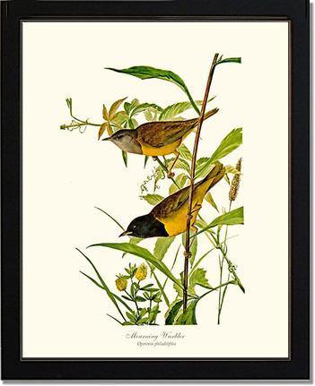 Mourning Warbler - Charting Nature