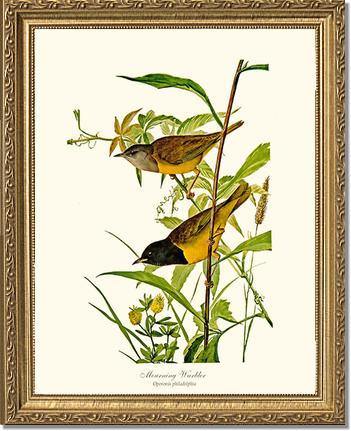 Mourning Warbler - Charting Nature