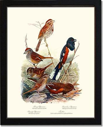 Sparrows and Towhees - Charting Nature