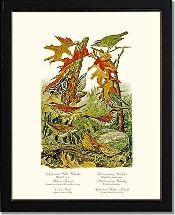 Warblers and Thrushes - Charting Nature