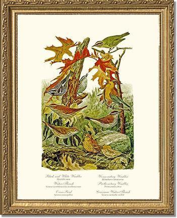 Warblers and Thrushes - Charting Nature