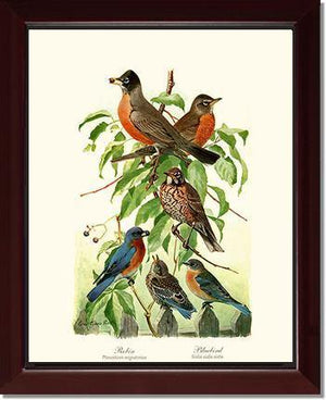 Robins and Bluebirds - Charting Nature