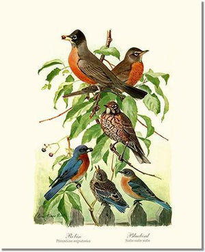 Bird Print: Robins