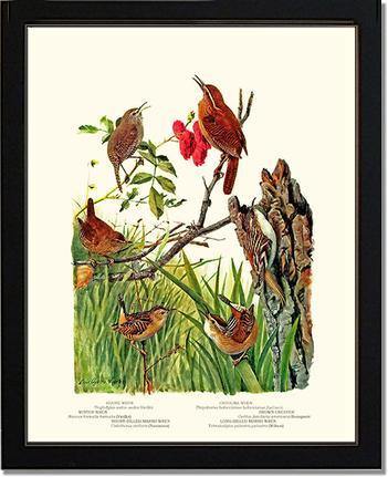 Wrens - Charting Nature