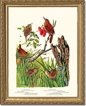 Wrens - Charting Nature