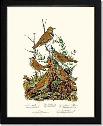 Thrushes - Charting Nature