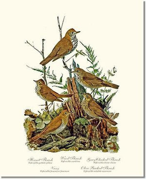 Bird Print: Thrushes