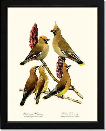 Wax Wings - Charting Nature